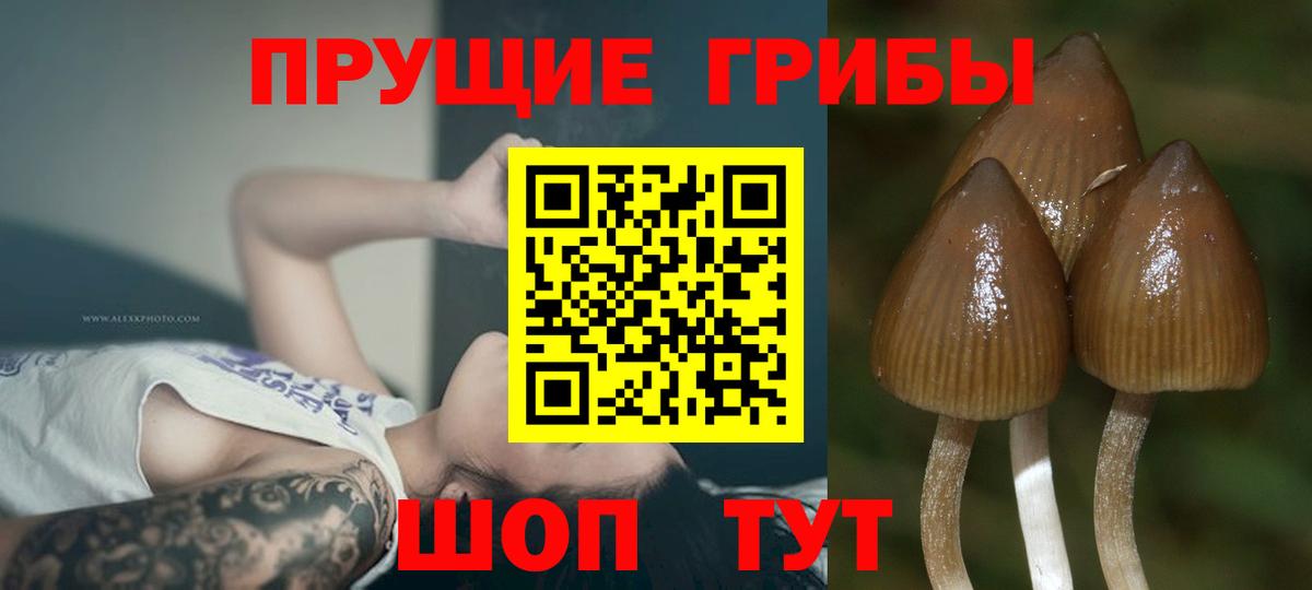 Галлюциногенные грибы Psilocybe  Вход с VPN  Псилоцибиновые грибы GOLDEN TEACHER  Пыть-Ях 